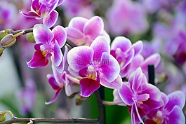 蘭花,花,開花