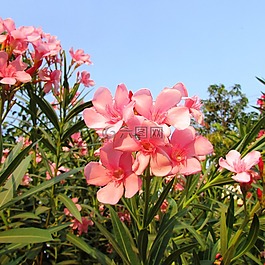 野花,达瓦,鲜花