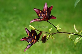 厂,花,开花