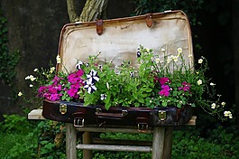 行李,植物,床