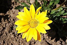 花,黃色,性質(zhì)