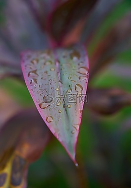 葉子,雨,拖放