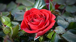 玫瑰,開花,紅玫瑰
