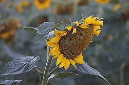太陽花,夏季,黃色