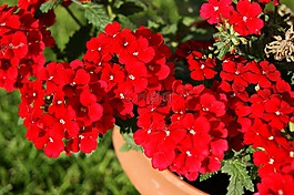 花,紅色,性質(zhì)