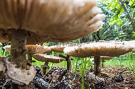 蘑菇,真菌,牛肝菌