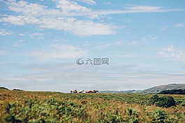 綠色,草,群