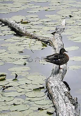鴨,水體,鳥(niǎo)