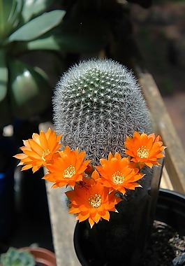 仙人掌花,仙人掌花園,多汁