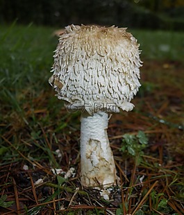 蘑菇,真菌,牛肝菌