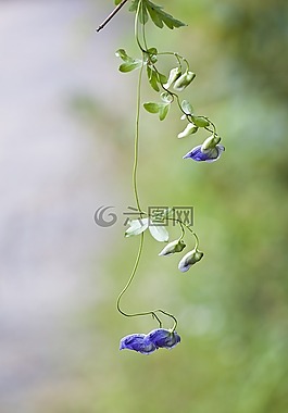 notjeotgarak草藥,平昌,野花
