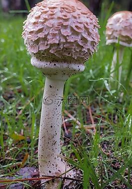 蘑菇,真菌,牛肝菌