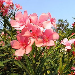 野花,达瓦,鲜花