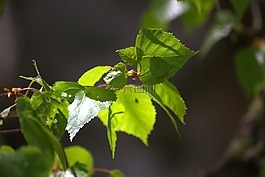 葉子,弗里施,芽