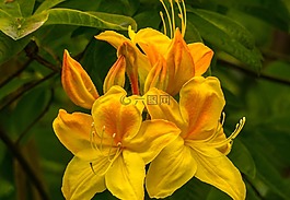 性質(zhì),花,廠