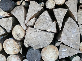 審美,樹干,結構
