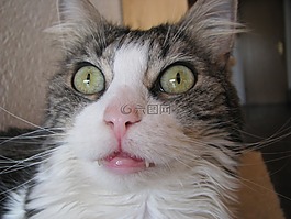 猫,挪威森林猫,眼睛