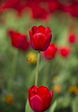 郁金香,紅色,花卉