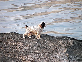 狗,動物,水
