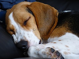 小獵犬,狗,睡眠