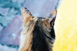 貓,動物,寵物