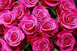 鮮花,玫瑰,花束