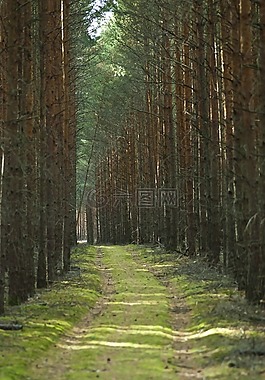 樹,伍茲,森林