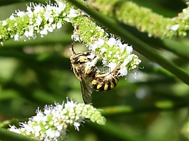 大黄蜂,花,libar