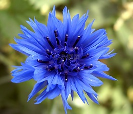 花,藍(lán)莓,性質(zhì)