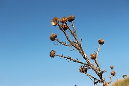 植物,山,沙漠