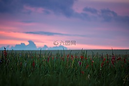 花,廠,性質(zhì)