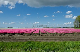 郁金香,原野,荷蘭