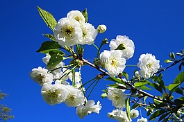 蘋果樹,花,廠