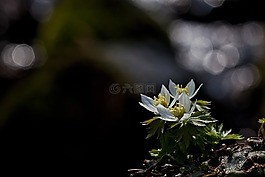 modemipul,野花,cheongtaesan