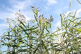 蘆葦,云,夏天