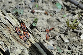 火的bug,甲虫,昆虫