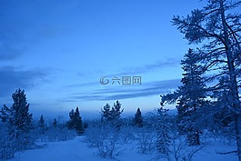 樹,冬天,性質(zhì)