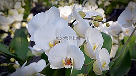 蘭花,花,開花