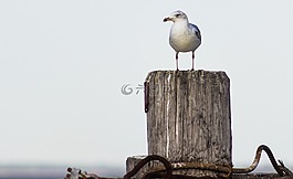 海鷗,鳥,發(fā)布