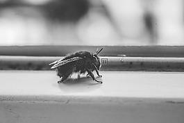 飛,昆蟲,動(dòng)物