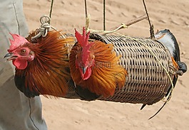 被困,鸡,笼