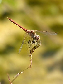 紅蜻蜓,植物,蜻蜓