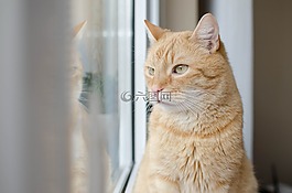 猫,红猫,redhat