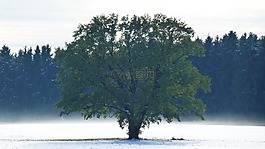 阿爾高,秋季,雪