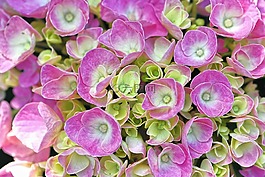 八仙花,共融花,粉紅色的花
