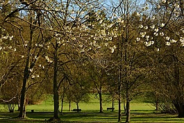 公園,樹木,4 月
