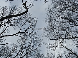 樹木,kahl,11 月