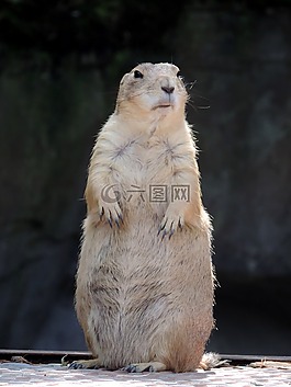 旱獭,啮齿动物,mankei
