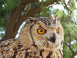 鷹,貓頭鷹,野生動物