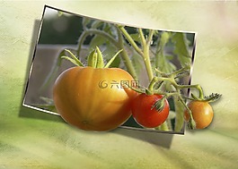 蕃茄,黃色,紅色